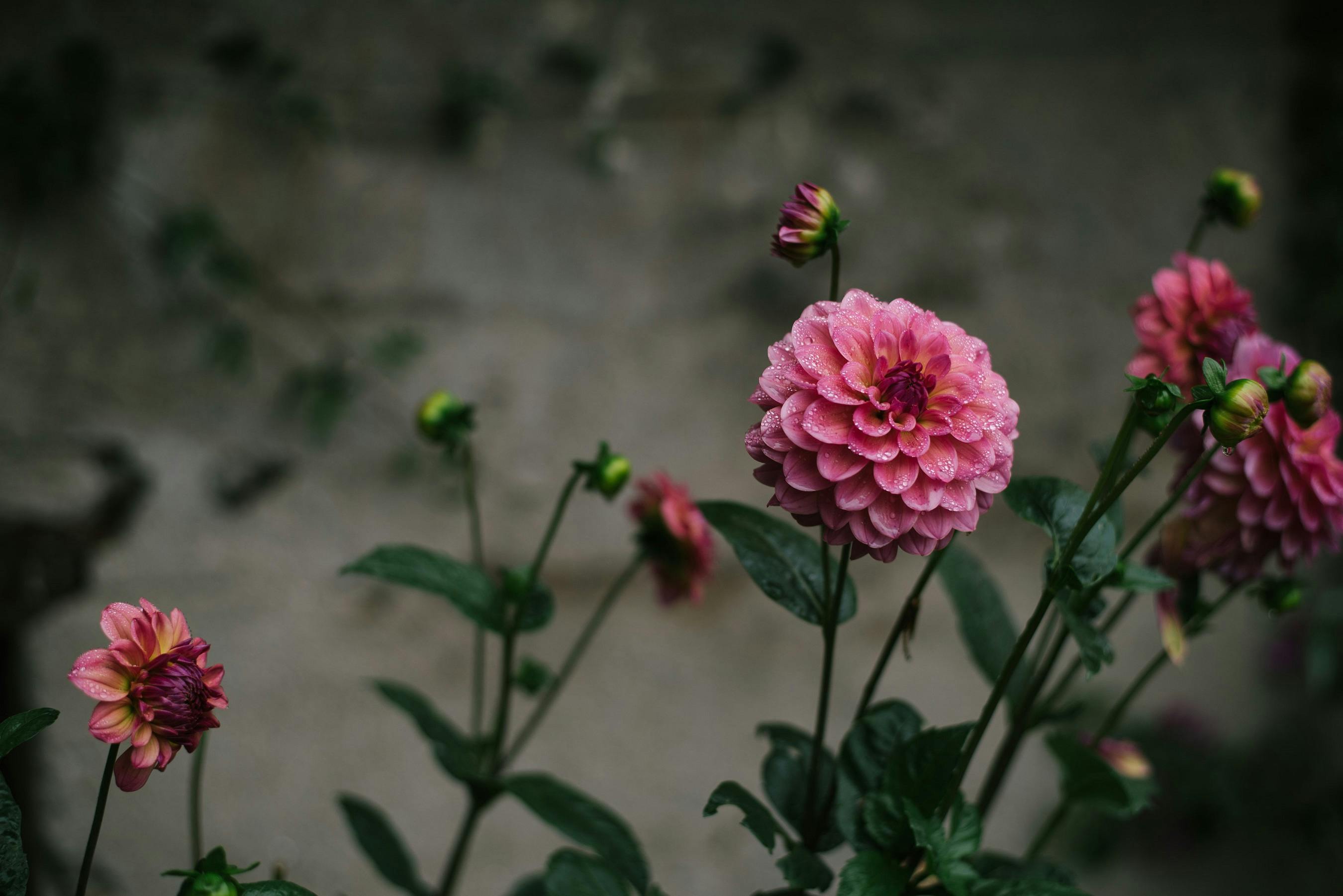 Hands planting a seedling